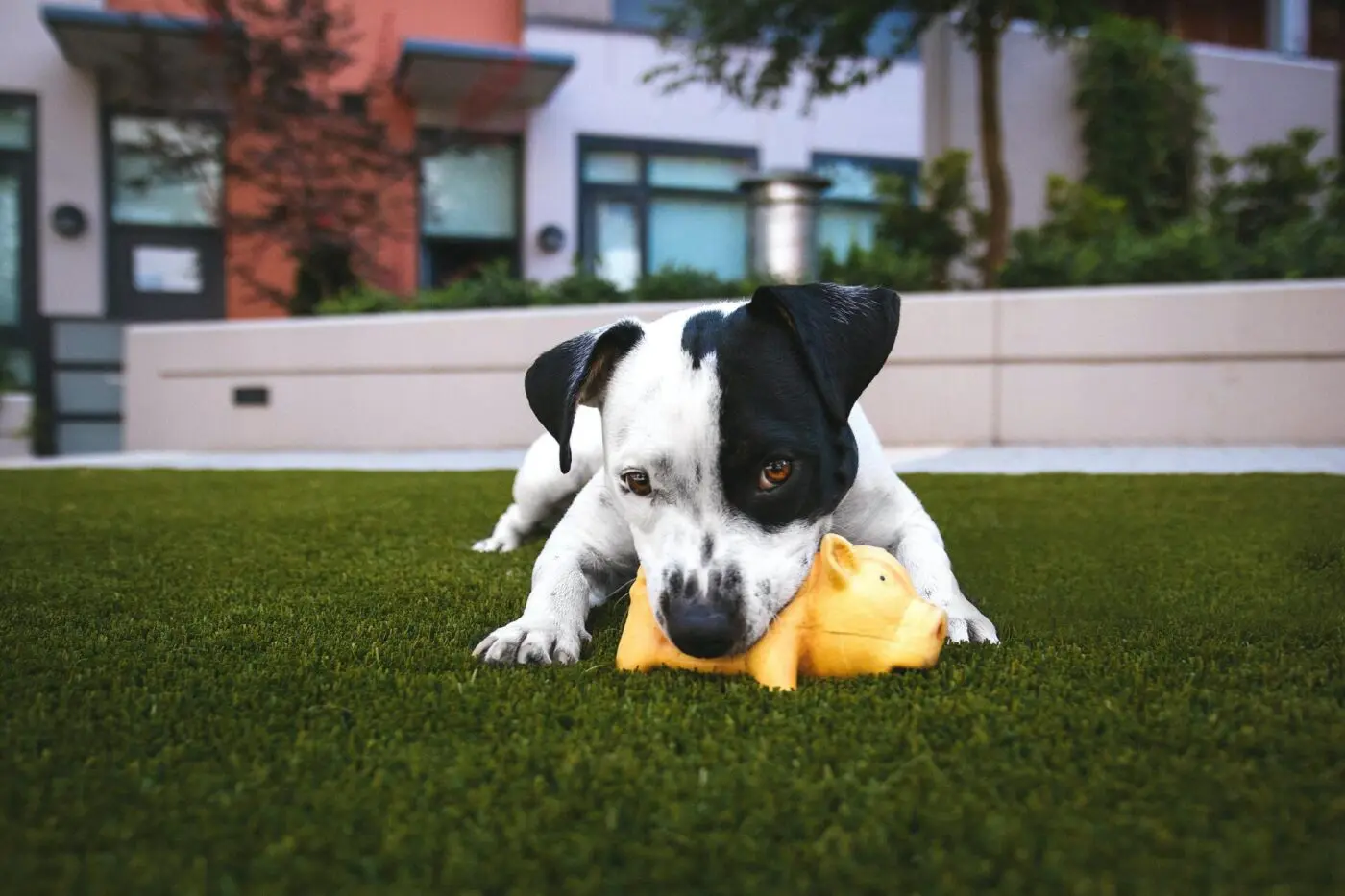 a dog happily playing in a nice, cool, dry patch of artificial grass