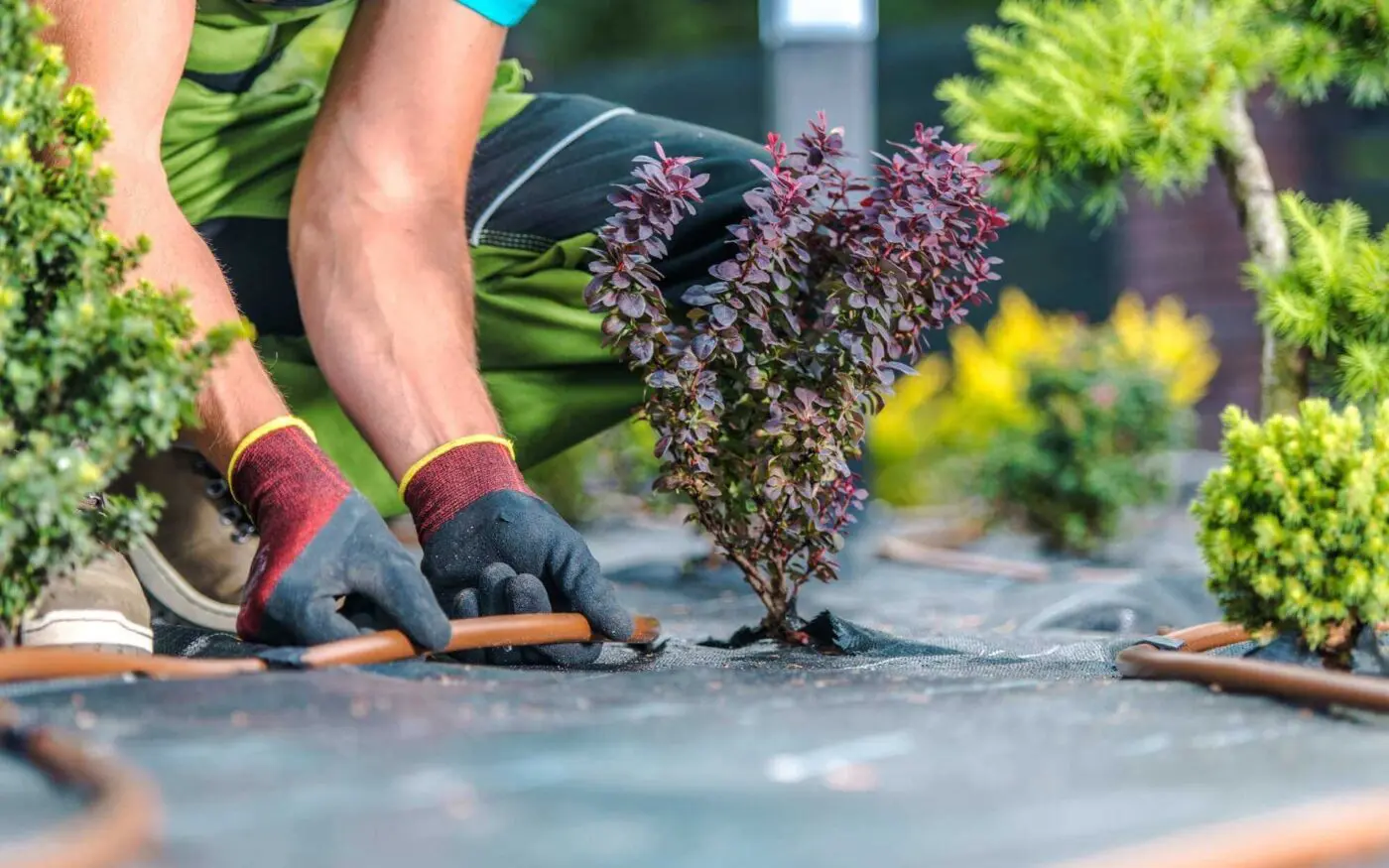 A person, wearing gloves and a green apron, is gardening in a xeriscape landscape. They are kneeling and working on a small, newly planted shrub. There are other drought-resistant plants and bushes nearby. The person is adjusting a drip irrigation tube that snakes between the plants.