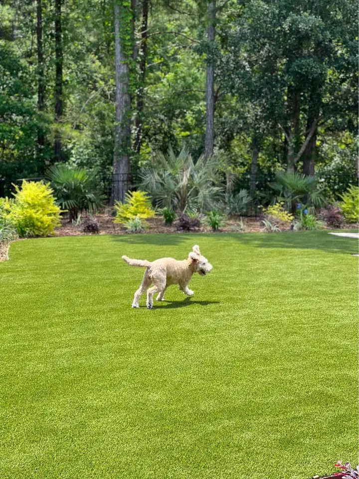 cream poodle dog running on artificial grass in Reno Nevada